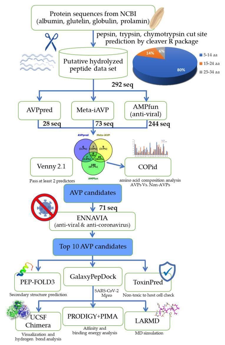 This bioinformatics flowchart details a virtual screening and in silico analysis pipeline for identifying antiviral peptide (AVP) candidates from rice bran proteins targeting SARS-CoV-2. The workflow begins with protein sequences (albumin, glutelin, globulin, prolamin) processed via the 'cleaver' R package for protease cut site prediction (pepsin, trypsin, chymotrypsin). This generates a dataset of 292 sequences, characterized by a pie chart showing peptide lengths (80% at 5-14 aa). The sequences undergo parallel screening using AVPpred, Meta-iAVP, and AMPfun. A Venn diagram illustrates the intersection of these results via Venny 2.1, leading to 71 AVP candidates that passed at least two predictors. COPid performs amino acid composition analysis. Candidates are further filtered through ENNAVIA for anti-coronavirus activity, resulting in the top 10 AVPs. Final characterization includes PEP-FOLD3 for secondary structure, GalaxyPepDock for Mpro interaction, and ToxinPred for toxicity. The pipeline concludes with visualization (UCSF Chimera), affinity analysis (PRODIGY+PIMA), and molecular dynamics simulation (LARMD).