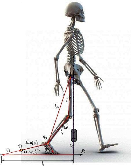This anatomical and kinematic diagram depicts a human skeletal model in the sagittal plane, used for gait analysis and robotic rehabilitation modeling. The visual combines a full skeletal structure—showing the skull, spine, ribcage, pelvis, and lower limbs—with a mathematical overlay defining movement parameters. Key kinematic features include segment lengths labeled as 'lt' (thigh), 'ls' (shank), and 'lah' (hip-to-ankle distance), along with joint angles represented by 'q' variables (q1-q4, q6) and specific anatomical angles θar (ankle), θkr (knee), and θhr (hip). A local coordinate system (y0, z0) is established at the ground plane to calculate spatial positioning. Red vectors and trigonometric notations like 'sin(q2)l2' and 'cos(q2)l2' illustrate the vectorial method for determining joint locations and foot trajectories during a gait cycle. This model serves as an educational and engineering tool for developing robotic gait trainers (RGT), focusing on the biomechanics of the lower limb during walking or sit-to-stand transitions.