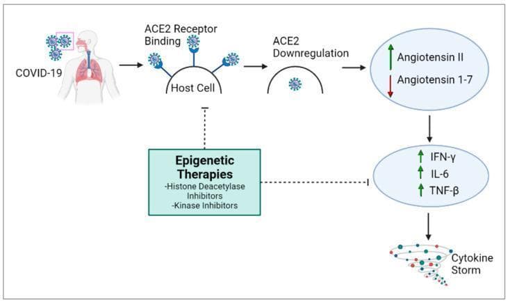 This pathophysiology diagram illustrates the cellular pathway of SARS-CoV-2 (COVID-19) infection and the development of a cytokine storm. The process begins with the virus entering the respiratory system and binding to ACE2 receptors on the host cell membrane. Following viral entry, there is a marked downregulation of ACE2, leading to a biochemical imbalance: an increase in Angiotensin II levels and a decrease in Angiotensin 1-7. This shift triggers the upregulation of proinflammatory cytokines, specifically IFN-̳, IL-6, and TNF-̲, which visually culminate in a depicted 'Cytokine Storm.' The diagram also highlights potential medical interventions via 'Epigenetic Therapies,' including Histone Deacetylase Inhibitors and Kinase Inhibitors. These therapies are shown to potentially inhibit both the initial ACE2 receptor binding and the subsequent inflammatory cytokine production, suggesting a mechanism for mitigating severe COVID-19 pathology.