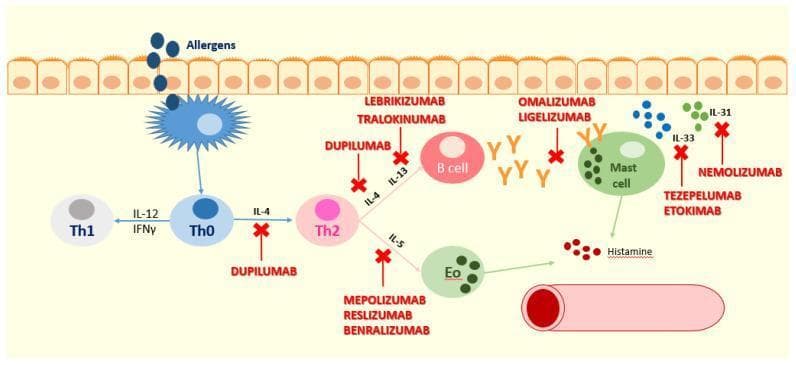 This pathophysiology diagram illustrates the type-2 inflammation pathway in atopic dermatitis and urticaria, highlighting the mechanism of action for various biologic drugs. The visual shows an epithelial barrier at the top, where allergens interact with a dendritic cell. This triggers a cascade involving T-helper cells (Th0 differentiating into Th1 or Th2). The Th2 cell releases cytokines IL-4, IL-5, and IL-13, which activate B cells (producing IgE), eosinophils (Eo), and mast cells (releasing histamine). Key therapeutic targets and their inhibitors are shown with red 'X' marks: Dupilumab blocks the IL-4/IL-13 pathway; Lebrikizumab and Tralokinumab target IL-13; Mepolizumab, Reslizumab, and Benralizumab inhibit the IL-5 pathway and eosinophil activation; Omalizumab and Ligelizumab block IgE; Nemolizumab targets the IL-31 receptor (associated with pruritus); and Tezepelumab and Etokimab act upstream by inhibiting TSLP and IL-33 respectively. The diagram effectively maps the transition from allergen exposure to clinical manifestations like inflammation and vascular changes, providing a comprehensive overview of biological treatments in pediatric dermatology and immunology.