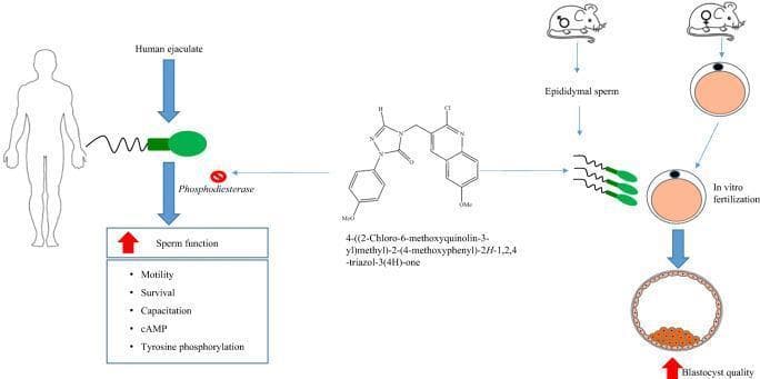 A graphical abstract summarizing a pharmacological study on sperm function and embryogenesis. The diagram illustrates a novel quinoline derivative, identified by the chemical name 4-((2-Chloro-6-methoxyquinolin-3-yl)methyl)-2-(4-methoxyphenyl)-2H-1,2,4-triazol-3(4H)-one, which acts as a phosphodiesterase (PDE) inhibitor. The pathway shows that the application of this compound to human ejaculate leads to enhanced sperm function, specifically increasing motility, survival, capacitation, intracellular cAMP levels, and tyrosine phosphorylation. In parallel, a mouse model demonstrates that the treatment of epididymal sperm facilitates in vitro fertilization (IVF), ultimately resulting in blastocyst formation with improved quality, as indicated by red up-arrows. Key visual elements include the chemical structure of the quinoline-triazole hybrid, silhouettes of human and murine figures, anatomical representations of spermatozoa and oocytes, and a schematic of a blastocyst with an inner cell mass. The content is relevant to reproductive medicine, andrology, and pharmacology, focusing on the development of synthetic PDE inhibitors to improve assisted reproductive outcomes.