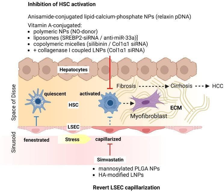 This pathophysiology diagram illustrates the cellular and molecular progression of liver disease from a healthy state to hepatocellular carcinoma (HCC), focusing on therapeutic nanoformulation targets. The visual represents the liver sinusoid microenvironment, featuring hepatocytes, the Space of Disse, and liver sinusoidal endothelial cells (LSECs). The progression begins with quiescent hepatic stellate cells (HSCs) and fenestrated LSECs. Following physiological stress, LSECs undergo 'capillarization' (loss of fenestrae), leading to HSC activation. These activated HSCs transdifferentiate into myofibroblasts, which secrete excessive extracellular matrix (ECM), culminating in fibrosis, cirrhosis, and HCC. The diagram highlights two primary therapeutic strategies using nanoparticles: 1) Inhibition of HSC activation via Vitamin A-conjugated or anisamide-conjugated nanoformulations (delivering relaxin pDNA, NO-donors, or siRNA against SREBP2 and Col1̡1) to stop myofibroblast transformation; and 2) Reversion of LSEC capillarization using Simvastatin or targeted nanoformulations (mannosylated PLGA NPs or HA-modified LNPs). This educational graphic is intended to explain the role of the hepatic microenvironment in fibrogenesis and the application of nanomedicine in chronic liver disease.