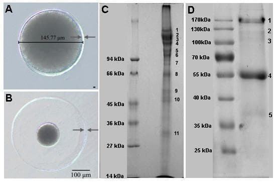 This figure presents a comparative biological and biochemical analysis of Branchiostoma belcheri eggs before and after fertilization, serving as a model for chordate egg coat (EC) and zona pellucida (ZP) protein evolution. Panels A and B are light microscopy images illustrating morphological changes: the unfertilized egg (A) measures approximately 145.77 μm in diameter with a tight egg coat, whereas the fertilized egg (B) displays significant elevation of the egg coat, expanding the total diameter to approximately 400 μm while the central cytoplasm remains constant. Panels C and D show SDS-PAGE gel electrophoresis of protein extracts from unfertilized and fertilized egg coats, respectively. Panel C reveals a high density of protein bands ranging from 30 kDa to over 100 kDa, with 11 marked slices used for LC-MS/MS analysis. Panel D demonstrates a simplified protein profile post-fertilization, with a dominant band clustered around 55 kDa and distinct minor bands at higher molecular weights (e.g., 110-170 kDa). This comparison highlights the structural remodeling and protein biochemical shifts associated with the cortical granule reaction and egg coat maturation in basal chordates.
