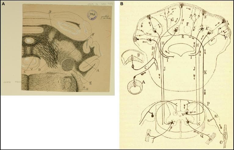 Historical anatomical diagrams by Ramón y Cajal depicting the neuroanatomical connectivity between the vestibular system, cerebellum, and spinal cord.
Panel A is a detailed frontal section through the medulla oblongata and cerebellum. It identifies the deep cerebellar nuclei, including the lateral dentate nucleus (A), the more medial emboliform nucleus (B), and the fastigial nucleus (C) positioned near the fourth ventricle (V). Other visible structures include the inferior and superior cerebellar peduncles (E, F) and the trigeminal root (H).
Panel B is a schematic algorithm of afferent and efferent pathways. It illustrates sensory input from the semicircular canals (A, B) traveling via the vestibular nerve (C) and its ascending branch (D) to the cerebellum. The diagram further details spinal connections, showing the dorsal spinocerebellar tract (R) originating from Clarke's column (V, P) and the descending pathways from the superior cerebellar peduncle (H, I, J) terminating in the ventral horn of the spinal cord (N) for motor control. Arrows indicate the direction of nerve impulse flow, highlighting the integration of vestibular and proprioceptive information for motor coordination.