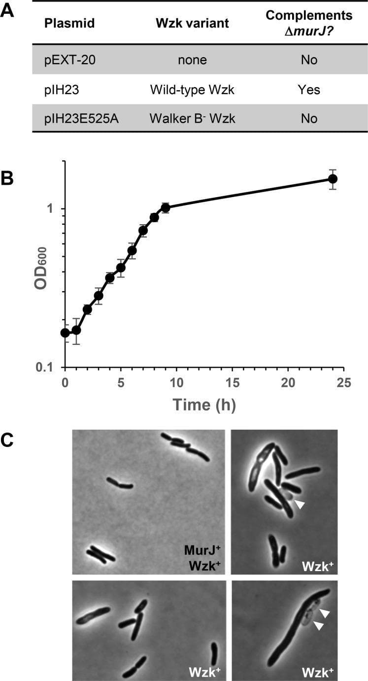This composite educational graphic illustrates microbiological complementation experiments investigating peptidoglycan (PG) biogenesis in Escherichia coli. Panel A displays a summary table showing that only wild-type Wzk, an ABC transporter flippase, successfully complements the loss of the essential flippase MurJ, while the ATPase-deficient Walker B mutant (E525A) fails. Panel B shows a bacterial growth curve (OD600 versus time) for E. coli ΔmurJ cells complemented with Wzk, reaching a maximum density of approximately 1.5 over 25 hours, indicating partial functional recovery. Panel C contains 100X phase-contrast microscopy images comparing cellular morphology. Cells expressing both MurJ and Wzk (MurJ+ Wzk+) show typical uniform rod shapes. In contrast, ΔmurJ cells complemented only by Wzk (Wzk+ panels) demonstrate significant morphological aberrations characteristic of PG biosynthetic defects, including increased cell size, irregular filamentation, and cellular lysis marked by white arrowheads. These visuals demonstrate the functional role and limitations of Wzk as a surrogate lipid II flippase in maintaining bacterial cell wall integrity.