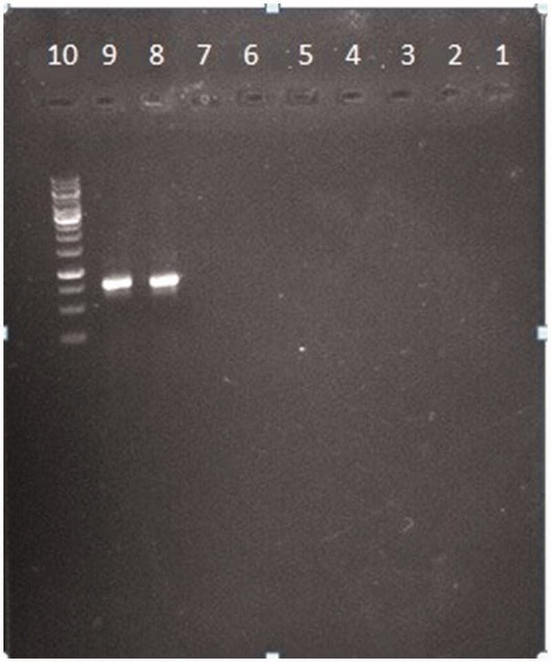 This diagnostic image shows an agarose gel electrophoresis result evaluating the specificity of PCR-based detection for common urinary tract infection (UTI) pathogens. The gel features ten labeled lanes (1-10). Lane 10 contains a DNA molecular weight marker (ladder) consisting of multiple distinct bands used for size estimation. Lanes 8 and 9 display single, prominent, bright horizontal bands at approximately the same migration distance, corresponding to specific PCR amplification products from Escherichia coli strains (PTCC 1270 and PTCC 127). In contrast, lanes 1 through 7, which contain DNA from other uropathogens including Klebsiella pneumoniae, Staphylococcus haemolyticus, and Pseudomonas aeruginosa, show no visible bands. This absence of signal in lanes 1-7 demonstrates the high analytical specificity of the primers for E. coli, as no cross-reactivity or non-specific amplification is observed with the other tested bacterial species. This visual evidence supports the method's utility in targeted pathogen identification within clinical microbiology.