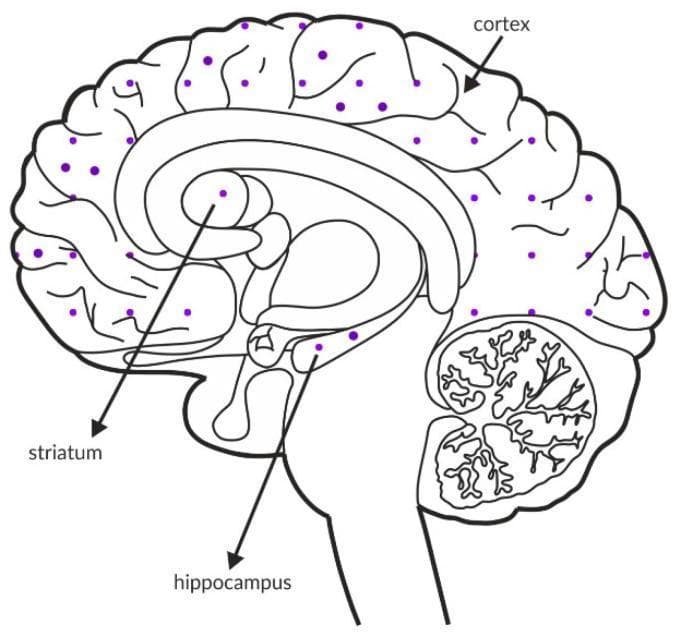 This medical illustration is an anatomical diagram showing a sagittal cross-section of a healthy human brain, used to visualize the distribution and expression intensity of M5 muscarinic receptors. The diagram employs a dotted pattern overlay where the density of purple dots serves as a semi-quantitative indicator of receptor concentration. Anatomical structures explicitly labeled with arrows include the cerebral cortex, striatum, and hippocampus. The cortex and hippocampus exhibit a moderate density of dots, representing significant receptor expression in these regions. In contrast, the striatum shows a lower density of dots, indicating a relatively lower concentration of M5 receptors. This schematic serves as an educational tool for neuroscience and neuropharmacology, illustrating specific regional receptor localization within the central nervous system and providing clinical context for potential drug targets in the treatment of cognitive or positive symptoms in neuropsychiatric disorders like schizophrenia.