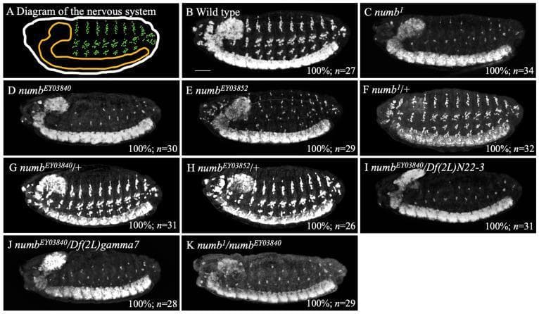 This image is a composite of a schematic diagram and several diagnostic immunofluorescence images (labeled A-K) illustrating the nervous system development in Drosophila embryos at stage 14. Panel A provides an anatomical diagram highlighting the central nervous system (CNS, orange) and the peripheral nervous system (PNS, green dots). Panels B through K are lateral view fluorescence micrographs where neurons are stained white using an anti-Elav antibody. Panel B shows the wild-type phenotype with a dense, organized distribution of neurons in both the CNS and PNS. Panels C, D, E, I, J, and K demonstrate the 'antineurogenic phenotype' associated with numb loss-of-function alleles (numb1, numbEY03840, and various transheterozygotes), characterized by a marked reduction in white-stained PNS neurons while the CNS remains relatively intact. Panels F, G, and H show heterozygous genotypes (numb/+) which maintain a neuron distribution comparable to the wild type, indicating the recessive nature of the mutation. The scale bar represents 25 µm.