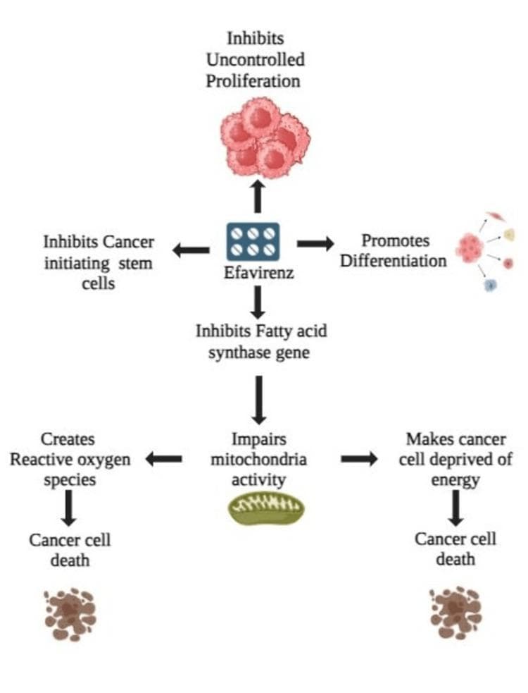 This pathophysiology diagram illustrates the multi-targeted anticancer mechanism of Efavirenz. The central element of the flow indicates the drug's impact on four primary biological processes: inhibition of uncontrolled proliferation (depicted as a dense red cell cluster), inhibition of cancer-initiating stem cells, promotion of cellular differentiation (visualized as a cell cluster diversifying into distinct types), and inhibition of the fatty acid synthase gene. The pathway then tracks the downstream consequences of fatty acid synthase inhibition, which leads to impaired mitochondrial activity, represented by an illustration of a mitochondrion. This mitochondrial dysfunction bifurcates into two detrimental cellular states: the creation of reactive oxygen species (ROS) and cellular energy deprivation. Both branches culminate in cancer cell death, represented visually by fragmented, necrotic brown cell clusters. The diagram serves as an educational summary of how an antiretroviral medication can be repurposed for oncology by disrupting metabolic and proliferative pathways essential for tumor survival and stemness.
