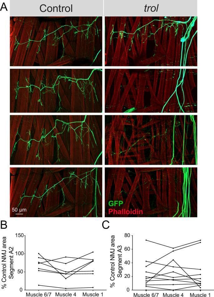 This composite educational graphic details neuromuscular junction (NMJ) morphology and quantitative area analysis in Drosophila larvae, serving as a model for synaptic maintenance. Section A presents fluorescence microscopy images of larval hemisegments. Control samples show organized green fluorescent protein (10X-GFP) labeling of motoneuron branches and robust synaptic boutons overlying red Phalloidin-stained muscle actin fibers. In contrast, 'trol' (Perlecan null) mutants demonstrate progressive synaptic retraction, characterized by fragmented or completely absent green neuronal signals despite intact muscle fibers. Sections B and C provide quantitative dot-and-line plots of NMJ areas for muscles 6/7, 4, and 1 across abdominal segments A2 and A3. Data is expressed as a percentage of the mean control NMJ area, illustrating a significant reduction in synaptic area in trol mutants. The graphs show that NMJ loss is coordinated within a hemisegment, with segment A3 exhibiting a more severe reduction (typically below 40% of control) compared to segment A2. This illustrates the importance of the extracellular matrix protein Perlecan in stabilizing the neural lamella and preventing axonal degeneration.