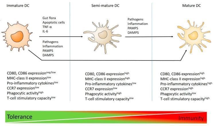 This pathophysiology diagram illustrates the maturation states of dendritic cells (DCs) and their role in modulating the balance between immune tolerance and immunity. The diagram is divided into three functional stages: Immature DC, Semi-mature DC, and Mature DC. Transitioning from an immature to a semi-mature state is driven by gut flora, apoptotic cells, TNF-α, or IL-6. Progression to full maturity is triggered by pathogens, inflammation, PAMPs, and DAMPs. Each state is characterized by specific marker profiles: Immature DCs exhibit high phagocytic activity but low MHC-class II, CD80/CD86, and CCR7 expression; Semi-mature DCs show high MHC-class II and CD80/CD86 but remain low in pro-inflammatory cytokines and T-cell stimulatory capacity; Mature DCs are characterized by high expression of all stimulatory markers and cytokines, alongside high CCR7 and low phagocytic activity. A color gradient at the bottom correlates the immature/semi-mature states with T-cell tolerance (green) and the fully mature state with active immunity (red).