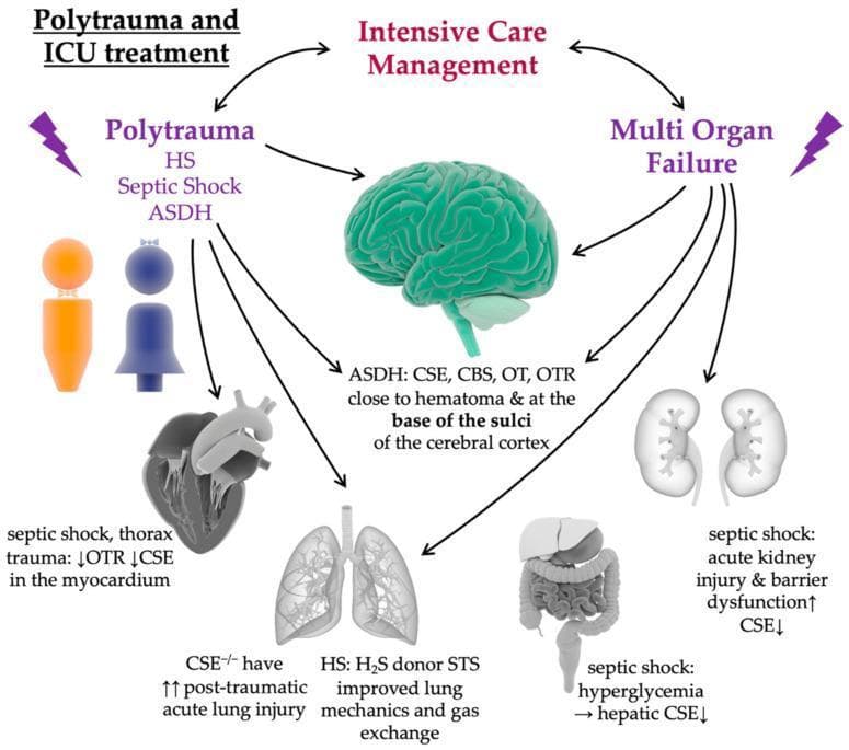 This medical infographic illustrates the pathophysiology of polytrauma and its progression to multi-organ failure, specifically focusing on the dysregulation of the oxytocin/oxytocin receptor (OT/OTR) and hydrogen sulfide (H2S) systems. The diagram outlines a clinical cycle between 'Polytrauma and ICU Treatment' and 'Intensive Care Management.' Primary trauma categories shown include hemorrhagic shock (HS), septic shock, and acute subdural hematoma (ASDH). Organ-specific effects are detailed: the brain shows localization of CSE, CBS, OT, and OTR near hematomas and cortical sulci; the myocardium exhibits decreased OTR and CSE during septic shock/thorax trauma; the lungs show increased acute lung injury (ALI) in CSE-/- models, potentially mitigated by H2S donors like sodium thiosulfate (STS); the kidneys experience acute kidney injury and barrier dysfunction with decreased CSE; and the liver shows decreased CSE linked to septic shock and hyperglycemia. The illustration serves as a pedagogical tool for understanding the neuroendocrine and gaseous mediator response in critical care medicine and the systemic impact of major trauma.