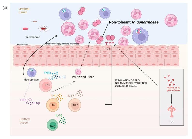 A pathophysiology diagram illustrating the immune response to Neisseria gonorrhoeae in the human urethral mucosa. The visual is divided into the urethral lumen, the mucous layer, the epithelial lining, and the underlying urethral tissue. In the lumen, non-tolerant N. gonorrhoeae diplococci are shown alongside a sparse commensal microbiome and active phagocytic cells (PMNs and PMLs) engaging in bacterial engulfment. The urethral lining contains Toll-like receptors (TLRs) that interact with Pathogen-Associated Molecular Patterns (PAMPs) of N. gonorrhoeae. This interaction is depicted as a signaling trigger for the recruitment and activation of immune cells in the underlying tissue. The tissue layer shows a complex inflammatory environment featuring macrophages, Th1, Th2, Th17, and Treg cells. Specific signaling molecules are mapped to these cells, including pro-inflammatory cytokines (TNFͱ, IL-6, IL-1̲), interferons (IFNͱ, IFN̲), and interleukins (IL-4, IL-10, IL-17). The diagram emphasizes a robust, localized immune response characterized by high cytokine activity and phagocytosis, which is hypothesized to limit the development of antibiotic tolerance in urethral gonococcal infections.