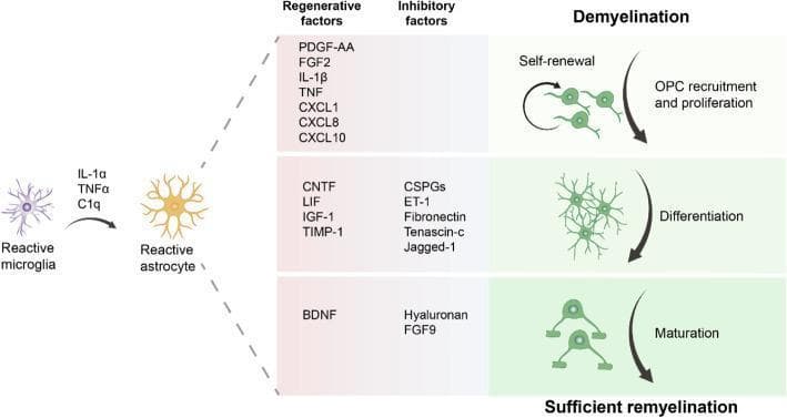 A medical pathophysiology diagram illustrating the role of reactive astrocytes in Central Nervous System (CNS) remyelination following demyelinating insults. The process begins on the left with reactive microglia (purple) inducing the formation of reactive astrocytes (yellow) via the secretion of cytokines IL-1̑, TNF̑, and C1q. The central portion of the diagram details how these reactive astrocytes influence oligodendrocyte precursor cell (OPC) development through two categories of secreted molecules: regenerative and inhibitory factors. The diagram is divided into three horizontal stages corresponding to OPC progression: 1) Recruitment and proliferation (facilitated by PDGF-AA, FGF2, and various interleukins/chemokines), 2) Differentiation (regulated by CNTF, IGF-1, and CSPGs), and 3) Maturation into myelin-forming cells (influenced by BDNF, hyaluronan, and FGF9). The right-hand column visually depicts the morphological evolution of OPCs from simple proliferative cells to mature, branching oligodendrocytes capable of sufficient remyelination, emphasizing the astrocyte's dual role in promoting or hindering neural repair.