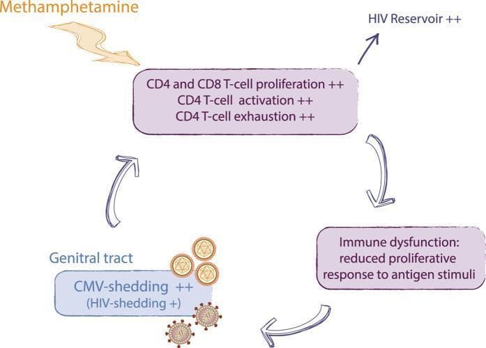 This pathophysiology diagram illustrates a proposed circular mechanism explaining how methamphetamine use impacts immune health in HIV-infected, antiretroviral therapy (ART)-suppressed individuals. The flow begins with 'Methamphetamine' influencing a central box showing increased ('++') CD4 and CD8 T-cell proliferation, as well as increased CD4 T-cell activation and exhaustion. This state of persistent activation leads to an outcome labeled 'HIV Reservoir ++'. Structurally, the diagram follows a cyclic pathway where immune activation and exhaustion result in 'Immune dysfunction: reduced proliferative response to antigen stimuli.' This dysfunction leads to a failure in controlling latent viral replication, specifically noted as 'CMV-shedding ++' and 'HIV-shedding +' in the genital tract. The cycle completes as these viral sheddings feed back into the system, further driving immune activation and exhaustion. This model highlights the complex interplay between drug use, chronic inflammation, and viral reservoirs in clinical immunology and infectious disease specialties, suitable for intermediate-level medical education on HIV disease progression and co-morbidities.