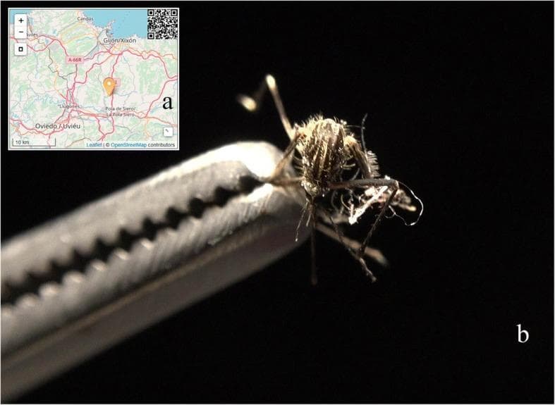 This composite educational graphic details a field specimen of a medically significant disease vector. Image (a) provides a geographic locator map focused on the Asturias region in Spain, identifying the reporting site for an invasive mosquito population. Image (b) is a close-up clinical photograph of an adult female mosquito specimen, identified as Aedes japonicus (Asian bush mosquito), held by metallic serrated forceps. The specimen exhibits diagnostic morphological features including a dark body with distinctive pale longitudinal stripes on the dorsal thorax and spindly, hirsute legs. The image illustrates the physical appearance used for taxonomic identification in medical entomology. This material is designed for public health surveillance and epidemiology training, highlighting the role of citizen science and expert verification in monitoring potential vectors of zoonotic diseases such as West Nile virus and Japanese encephalitis.
