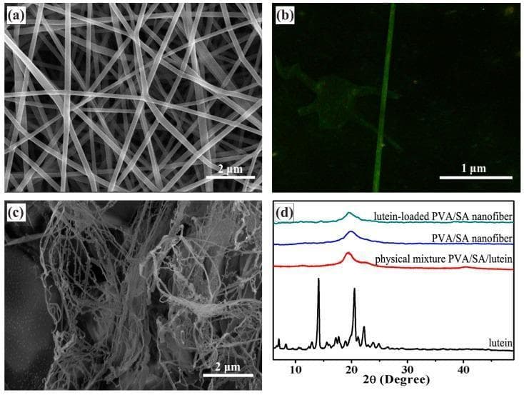 Educational panel illustrating the characterization of a lutein-loaded polyvinyl alcohol/sodium alginate (PVA/SA) drug delivery system. (a) Scanning electron microscopy (SEM) of un-crosslinked nanofibers shows a uniform, smooth, bead-free web-like structure with fiber diameters between 240-340 nm. (b) Fluorescence microscopy demonstrates the uniform distribution of lutein along the axis of a single nanofiber. (c) SEM image following 1-hour of cross-linking shows morphological changes where fibers appear collapsed, swollen, and adhered together, forming an aggregated mass. (d) X-ray diffraction (XRD) patterns compare crystalline free lutein, which exhibits sharp peaks at 2̘ = 14.06° and 20.54°, against the amorphous patterns of PVA/SA nanofibers and the lutein-loaded composite. The absence of crystalline peaks in the loaded nanofibers suggests that lutein is dispersed in an amorphous or molecular state within the polymer matrix, which is favorable for solubility and bioavailability. This content demonstrates materials science techniques used to develop sustained-release ocular or nutritional therapeutic delivery systems.