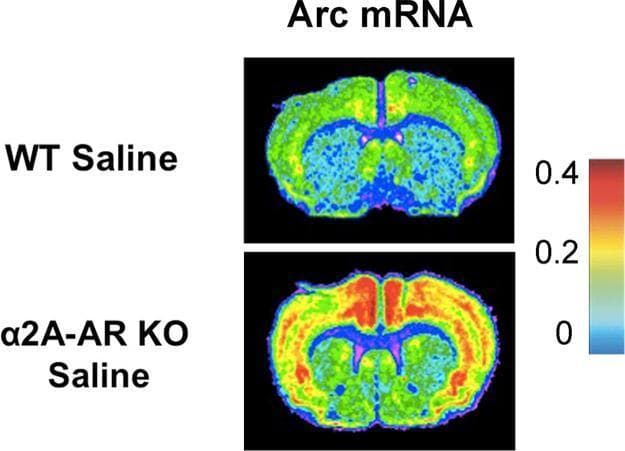 This diagnostic image shows representative in situ hybridization autoradiographs comparing Arc mRNA expression in coronal mouse brain sections. The figure contrasts a wild-type (WT) mouse with an alpha-2A adrenergic receptor knockout (α2A-AR KO) mouse, both saline-injected. A color-coded calibration bar on the right measures mRNA density in μCi/mg tissue, ranging from 0 (blue/cyan) to 0.4 (red). The WT saline brain exhibits predominantly low expression, indicated by blue and green hues, suggesting minimal baseline activity. In contrast, the α2A-AR KO saline brain demonstrates significantly higher Arc mRNA density, visible as widespread yellow and focal red regions, particularly concentrated in the cortex and central neuroanatomical structures. This comparison illustrates the regulatory role of α2A-adrenergic receptors in modulating baseline immediate early gene expression. The visual serves as an educational tool for neuroscience and pharmacology, highlighting the pathophysiological changes in gene transcription resulting from specific genetic knockouts in animal models.