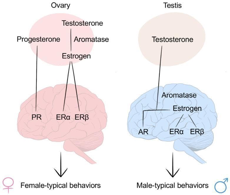 A comparative pathophysiology diagram illustrating the organizational-activational hypothesis of brain sexual differentiation. The diagram is divided into female (left) and male (right) pathways. On the female side (pink), the ovary produces progesterone, testosterone, and estrogen; these hormones travel to the brain to bind with progesterone receptors (PR), estrogen receptor alpha (EȒ̑α), and estrogen receptor beta (ERβ), leading to female-typical behaviors. On the male side (blue), the testis produces testosterone, which travels to the brain. In the male brain, testosterone binds directly to androgen receptors (AR) or is converted into estrogen via the enzyme aromatase, which then binds to ERα and ERβ to promote masculinization and male-typical behaviors. The illustration highlights the key roles of sex steroids and local brain enzymatic activity (aromatization) in determining neurobiological sex differences. This content is relevant for endocrinology, neurobiology, and reproductive medicine studies.