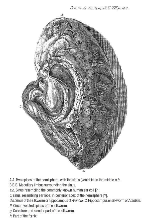 This historical anatomical diagram, identified as Duvernoy's Plate XII, depicts a detailed dissection of the human right cerebral hemisphere from a superior-lateral perspective. The illustration focuses on the internal neuroanatomy of the temporal lobe, specifically showcasing the hippocampus, historically referred to as the 'silkworm of Arantius'. Key features include the hippocampus (labeled C), displaying its characteristic curved morphology and 'circumvoluted spirals' (ff). The surrounding anatomy reveals the medullary limbus (B), parts of the fornix (h), and the ventricular space (labeled as a sinus or ventricle between apices A). The cortical surface is rendered with intricate gyri and sulci, emphasizing the textural complexity of the cerebrum. This image serves as a significant historical artifact in neuroanatomy, documenting early descriptions of the hippocampal formation and its intraventricular location. It is highly relevant for medical education focusing on the history of neuroscience, the evolution of anatomical terminology, and the spatial relationships within the limbic system.