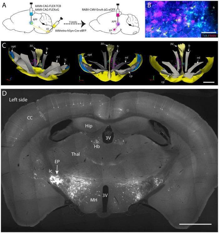 This composite educational graphic illustrates a neuroanatomical study using conditional monosynaptic rabies virus (RABV) tracing in a mouse brain. Panel A provides a schematic of the viral strategy, involving helper virus injections into the APP and AAVretro-Cre into the inferior olive (IO), followed by EnvA-pseudotyped RABV. Panel B is a fluorescence micrograph showing double-labeled 'starter cells' in the fasciculus retroflexus (fr) area, co-expressing TVA (cyan) and RABV (magenta). Panel C presents a 3D reconstruction from sequential brain sections, visualizing the spatial distribution of starter cells (magenta) and TVA-positive/RABV-negative neurons (cyan) at the mesodiencephalic junction. Panel D is a low-power coronal photomicrograph demonstrating successful retrograde transneuronal labeling. It reveals dense RABV-labeled neurons in the entopeduncular nucleus (EP) ipsilateral to the injection, with lighter labeling in the contralateral EP. Other visible labeled regions include the habenula (Hb), lateral hypothalamus (LH), and layer V pyramidal cells of the cerebral cortex (CC). Anatomical landmarks such as the third ventricle (3V), hippocampus (Hip), and thalamus (Thal) are clearly identified.