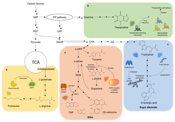 A multi-panel metabolic flowchart illustrating biosynthetic pathways for various alkaloids and their regulation via metabolite-responsive biosensors. The central pathway shows carbon flux from a source through Glucose-6-Phosphate (G6P) into the Pentose Phosphate (PP) pathway and glycolysis (PEP, Pyruvate), feeding into the TCA cycle and shikimate pathway. Section (a) details Benzylisoquinoline Alkaloid (BIA) biosynthesis from Tyrosine, including L-DOPA and Dopamine, highlighting the use of a DOD-coupled L-DOPA biosensor and RamR variants for screening THP and (S)-reticuline production. Section (b) shows Guanine-derived Theophylline biosynthesis and the application of sensing riboswitches for drug discovery. Section (c) depicts Tryptophan-derived Ergot alkaloids, specifically D-lysergic acid, regulated by TrpR (transcriptional repressor for cell growth balance) and TnaC (activator for upregulating synthases). Section (d) illustrates Putrescine synthesis from L-arginine, monitored by a PuuR-PpuuO biosensor with GFP readout. The diagram uses standard biochemical notation and color-coded regions to differentiate specific alkaloid classes (BIAs, Ergot alkaloids, polyamines) and their respective genetic control elements.