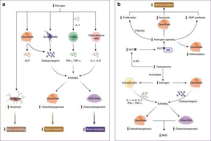 Two-part medical schematic diagram illustrating the molecular signaling pathways of sex steroid hormones on bone homeostasis. Panel A depicts the mechanism of estrogen deficiency on bone cells. Decreased estrogen levels lead to increased osteocyte apoptosis (reducing bone remodeling) and influence stromal and immune cells (T cells, IL-7, IFN-γ, TNF-α, IL-1, IL-6) to upregulate RANKL. This results in decreased osteoblastogenesis (reducing bone formation) and increased osteoclastogenesis (increasing bone resorption). Panel B illustrates the effects of male sex hormones. Decreased testosterone leads to reduced DHT via 5-alpha-reductase, impairing androgen signaling. This represses osteoblast proliferation (via PI3k/Akt), differentiation, and EMP synthesis while increasing osteoblast apoptosis. Additionally, the conversion of testosterone to estrogen via aromatase is reduced, further driving the RANKL-mediated shift toward increased osteoclastogenesis and decreased osteoblastogenesis, ultimately leading to reduced bone mineral density (BMD).