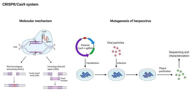 Educational diagram illustrating the CRISPR/Cas9 system and its application in herpesvirus mutagenesis. The left panel details the 'Molecular mechanism,' showing the Cas9 endonuclease guided by single-guide RNA (sgRNA) to a specific DNA target sequence upstream of a Protospacer Adjacent Motif (PAM). It depicts the creation of a double-strand break (DSB) and the two primary repair pathways: Non-homologous end joining (NHEJ), which results in random insertions/deletions, and Homology directed repair (HDR), which utilizes a repair template for precise genetic modification. The right panel outlines the workflow for 'Mutagenesis of herpesvirus.' The process begins with the transfection of a plasmid encoding Cas9 and sgRNA into host cells, followed by infection with viral particles. Within the cell, CRISPR-mediated viral DNA editing occurs. Subsequent steps include plaque purification to isolate recombinant viral clones and final sequencing and characterization to verify the mutation. This infographic is designed for intermediate to advanced molecular biology education, focusing on gene editing techniques in virology.