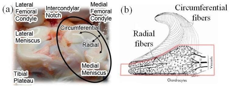 This dual-panel educational graphic illustrates the macro and micro-anatomy of the human knee meniscus. Panel (a) is an anatomical photograph of a superior view of the tibial plateau, identifying the lateral and medial femoral condyles separated by the intercondylar notch. The lateral and medial menisci are visible resting on the tibial plateau; the medial meniscus is circled to highlight its circumferential and radial axes. Panel (b) is a histological diagram of a wedge-shaped meniscal cross-section. It details the internal microstructure, emphasizing the arrangement of collagen fibers: circumferential fibers are shown running parallel to the periphery, while radial fibers act as cross-linkers to provide structural integrity. The diagram also illustrates the distribution of chondrocytes (fibrochondrocytes) throughout the tissue and the presence of peripheral vessels in the vascularized 'red zone' near the outer margin. This content is designed for orthopaedic and biomechanical education, focusing on how meniscal microstructure relates to its function in load distribution and shock absorption within the knee joint.