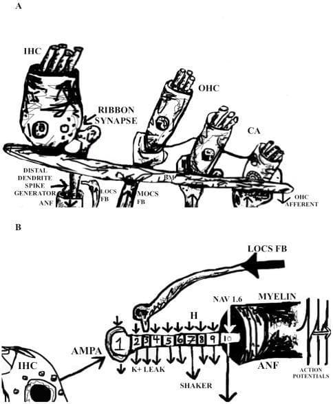 A two-part medical illustration depicting the mammalian auditory periphery and a functional model of an auditory nerve fiber (ANF).