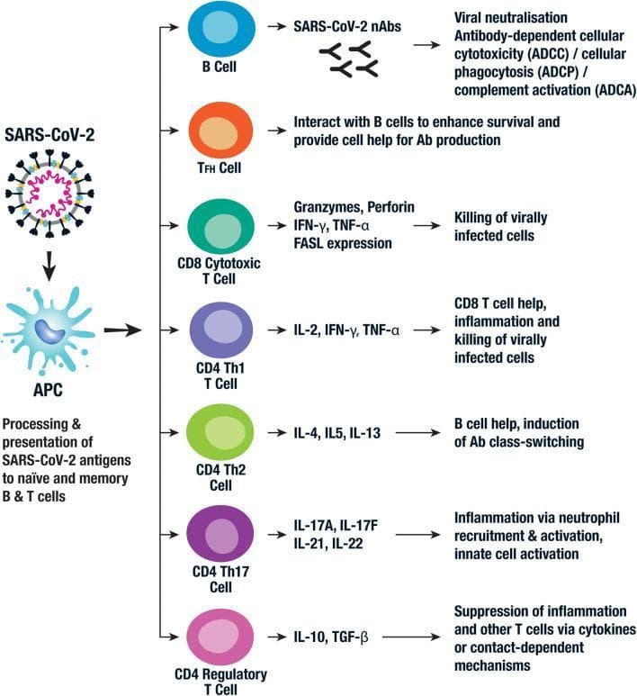 This pathophysiology diagram illustrates the adaptive immune response pathways to SARS-CoV-2. The process begins with the virus being taken up by an Antigen-Presenting Cell (APC), which processes and presents SARS-CoV-2 antigens to naïve and memory B and T cells. The diagram details seven distinct cellular responses: 1) B Cells producing neutralizing antibodies (nAbs) to facilitate viral neutralization, ADCC, ADCP, and ADCA; 2) Follicular helper T (TFH) cells interacting with B cells to enhance antibody production; 3) CD8 Cytotoxic T Cells utilizing granzymes, perforin, IFN-̳, and TNF-̱ to kill virally infected cells; 4) CD4 Th1 T cells secreting IL-2, IFN-̳, and TNF-̱ for inflammation and cytotoxic support; 5) CD4 Th2 cells producing IL-4, IL-5, and IL-13 for B cell antibody class-switching; 6) CD4 Th17 cells releasing IL-17 and IL-21/22 for neutrophil recruitment and innate activation; and 7) CD4 Regulatory T cells (Tregs) secreting IL-10 and TGF-̲ to suppress inflammation. This visual serves as an educational summary of lymphocyte differentiation and cytokine-mediated effector functions in the context of COVID-19 immunology.