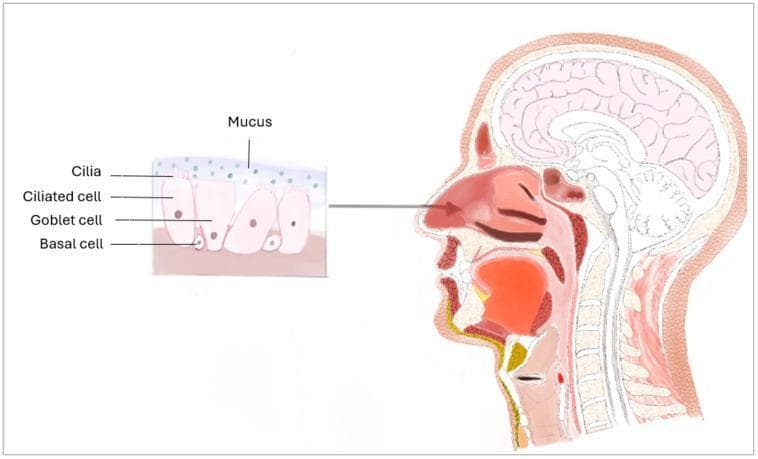 This medical illustration presents a sagittal anatomical diagram of the human head and neck, coupled with a histological inset of the nasal mucosa. The main diagram depicts the upper respiratory tract including the nasal cavity, hard and soft palate, tongue, pharynx, larynx, and trachea, alongside the brain and cervical spine. An arrow points from the nasal conchae to a detailed histological cross-section of the respiratory epithelium. This inset illustrates a pseudostratified ciliated columnar epithelium, highlighting its cellular composition: basal cells positioned along the basement membrane; secretory goblet cells; and ciliated cells featuring hair-like cilia at the apical surface. A superficial layer of mucus is shown above the cilia, representing the mucociliary clearance mechanism. This educational visual is designed to demonstrate the relationship between gross anatomy and microscopic tissue structure in the context of respiratory physiology and physical defense barriers against pathogens.