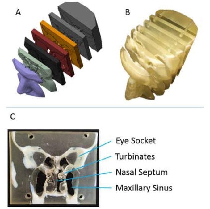 This composite image illustrates the workflow for creating a multi-material, 3D-printed educational model of the human nasal cavity and paranasal sinuses derived from CT data. Panel A shows a 3D digital rendering of seven sequential coronal slabs, color-coded to differentiate anatomical segments from the external nose to the posterior nasopharynx. Panel B displays the physical 3D-printed model, fabricated using dual polymers: a translucent, flexible material for soft tissues and a rigid, opaque material for bony structures. Panel C provides a detailed view of a single coronal cross-section of the physical model. Key anatomical landmarks are labeled, including the bilateral eye sockets (orbits), the intricate scrolls of the nasal turbinates, the vertical nasal septum dividing the airway, and the large maxillary sinuses situated inferior to the orbits. This model is designed for otolaryngology (ENT) education to demonstrate complex sinus anatomy, airflow pathways, and surgical considerations for conditions such as sinusitis or septal deviation.