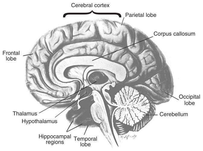 A grayscale anatomical diagram of the human brain shown in a sagittal section, illustrating the major structural components and lobes. The diagram highlights the cerebral cortex as the outer convoluted layer, further subdivided into the frontal lobe (anterior), parietal lobe (superior), occipital lobe (posterior), and temporal lobe (inferior/lateral). Deep structures within the brain are clearly labeled, including the corpus callosum superior to the lateral ventricle area, the thalamus and hypothalamus in the midbrain region, and the hippocampal regions located deep within the temporal lobe. The cerebellum is depicted at the posterior and inferior aspect, beneath the occipital lobe, showing its characteristic folia. This educational visual is designed to demonstrate neuroanatomical relationships and is contextually used to identify regions susceptible to alcoholism-related abnormalities, such as prefrontal cortex shrinkage and subcortical damage.