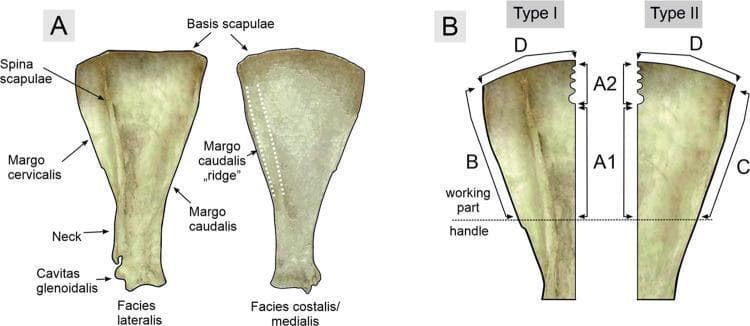 This educational anatomical diagram and specimen comparison illustrate the osteological terminology of the scapula and its modification into tools. Panel A displays two views of a scapula, labeled 'Facies lateralis' and 'Facies costalis/medialis'. Key anatomical landmarks include the Spina scapulae, Basis scapulae, Margo cervicalis, Margo caudalis (with a highlighted 'ridge'), Neck, and Cavitas glenoidalis. Panel B demonstrates the classification of archaeological 'Bruszczewo-type' osseous tools derived from these bones, categorized into Type I and Type II based on their morphological origins. The diagram uses a numbering scheme for working edges: 'A1' (smooth longitudinal edge), 'A2' (notched edge), 'B' (approximating the Margo cervicalis), 'C' (approximating the Margo caudalis), and 'D' (distal curved edge). A horizontal dashed line differentiates the 'working part' from the 'handle' section of the modified specimens. This visual comparison provides a technical bridge between human/animal anatomy and bioarchaeological tool analysis.