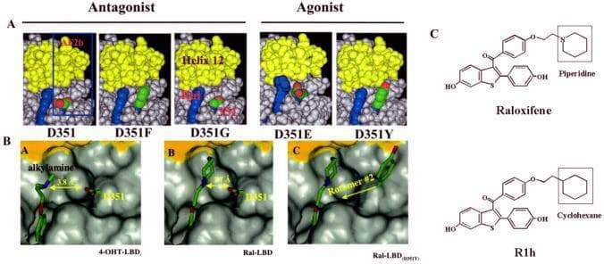 This composite educational graphic illustrates the molecular pharmacology and structural biology of the Estrogen Receptor alpha (ERα) ligand-binding domain (LBD).
Panel A presents surface-filling structural models of ERα bound to raloxifene, categorized by functional outcome. Antagonist configurations (D351, D351F, D351G) show the yellow-colored Helix 12 positioned to block coactivator binding. Agonist configurations (D351E, D351Y) demonstrate a conformational shift in Helix 12 and its proximity to the blue-colored protein surface, following mutations at the Asp351 residue (the anti-estrogenic region).
Panel B provides detailed molecular modeling of the surface interaction between specific ligands and the D351/Y351 residue. It compares 4-hydroxytamoxifen (4-OHT) and raloxifene (Ral), highlighting the distance (3.8 Å) between the ligand alkylamine chain and the protein surface. Subpanel C shows how the Asp351Tyr mutation introduces steric considerations (Rotamer #2).
Panel C displays the chemical structures of Raloxifene (featuring a piperidine ring) and its derivative R1h (featuring a cyclohexane ring), illustrating the importance of the nitrogen-containing side chain for anti-estrogenic activity.