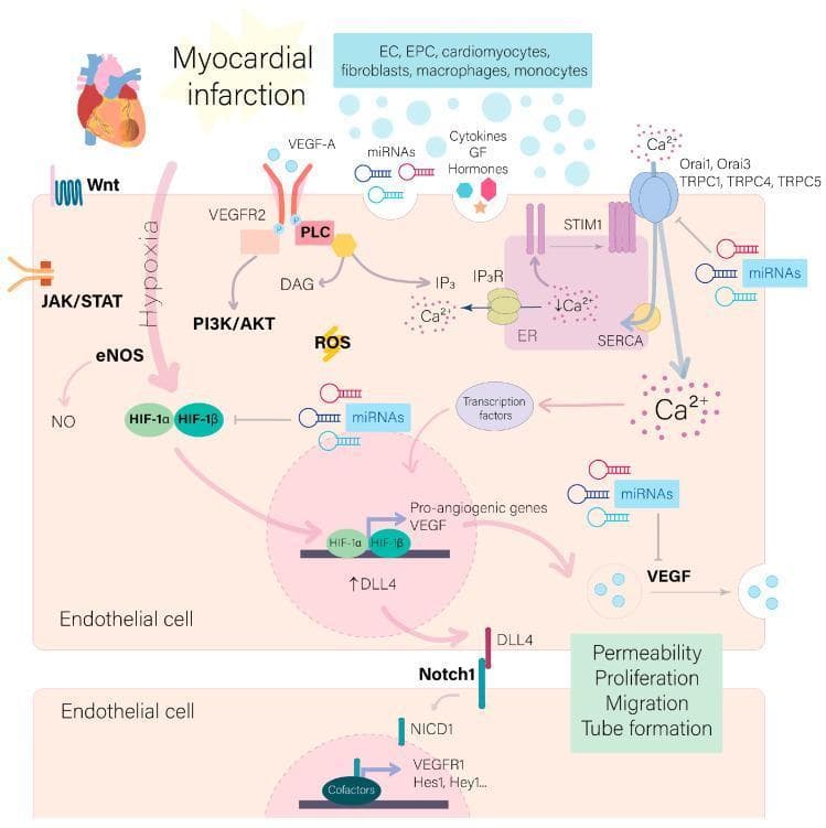 A pathophysiology diagram illustrating the intracellular signaling pathways in endothelial cells (ECs) activated following myocardial infarction (MI). The visual highlights the cellular response to ischemia and autocrine/paracrine signals from various heart cell populations (cardiomyocytes, fibroblasts, macrophages). Key pathways depicted include hypoxia-induced HIF-1α/HIF-1β stabilization, and activation of Wnt, JAK/STAT, PI3K/AKT, and eNOS/NO systems. The diagram emphasizes VEGF-A binding to VEGFR2, which triggers the PLC-IP3/DAG cascade, leading to Ca2+ release from the endoplasmic reticulum via IP3R and subsequent store-operated calcium entry (SOCE) through Orai and TRPC channels. These calcium signals and transcription factors drive the expression of pro-angiogenic genes like VEGF and DLL4. The model further illustrates the Notch signaling mechanism where DLL4 on a 'tip cell' activates Notch1/NICD in an adjacent 'stalk cell' (expressing Hes1/Hey1). The cumulative educational focus is on the hallmarks of angiogenesis: increased permeability, proliferation, migration, and tube formation essential for ischemic myocardial healing.