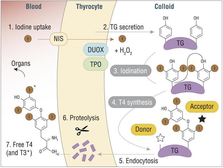 A pathophysiology diagram illustrating the seven-step process of thyroid hormone synthesis (T3 and T4) across three compartments: Blood, Thyrocyte, and Colloid. (1) Iodine uptake: Iodide (I-) enters the thyrocyte from the blood via the Sodium/Iodide Symporter (NIS). (2) TG secretion: Thyroglobulin (TG) is secreted into the colloid. (3) Iodination: Within the colloid, iodide is oxidized by Thyroid Peroxidase (TPO), dual oxidase (DUOX), and H2O2, leading to the attachment of iodine to tyrosine residues on TG. (4) T4 synthesis: A coupling reaction occurs between 'Donor' and 'Acceptor' iodinated tyrosine residues on the TG scaffold. (5) Endocytosis: The modified TG molecule is re-absorbed into the thyrocyte. (6) Proteolysis: Lysosomal enzymes break down TG, releasing individual hormones. (7) Release: Free T4 (thyroxine) and T3 (triiodothyronine) are secreted into the blood for systemic distribution to organs. The diagram includes detailed chemical structures of the phenolic rings and iodine substitutions characteristic of thyroid hormones.
