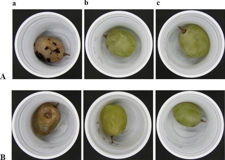 This comparison chart displays experimental specimens of table grapes used as a food model to evaluate the bioprotective efficacy of Lactic Acid Bacteria (LAB) against common fungal pathogens. The image is organized into a 2x3 grid. Row A shows grapes contaminated with Aspergillus niger, while Row B shows grapes contaminated with Botrytis cinerea. Column 'a' represents control samples without LAB treatment, demonstrating significant pathological progression including dark fungal outgrowths (A. niger) and extensive shriveling with brownish discoloration (B. cinerea) after 14 days at 4°C. Columns 'b' and 'c' demonstrate the inhibitory effects of Fructobacillus fructosus AREP6 and Lactobacillus plantarum MEP3, respectively. In these treated columns, the grapes maintain their green color, structural integrity, and smooth surface texture, illustrating the potential of these LAB strains as natural preservatives or biocontrol agents in food safety and preservation. The visual focus is on the prevention of mold-induced decay and the maintenance of specimen quality through probiotic intervention.