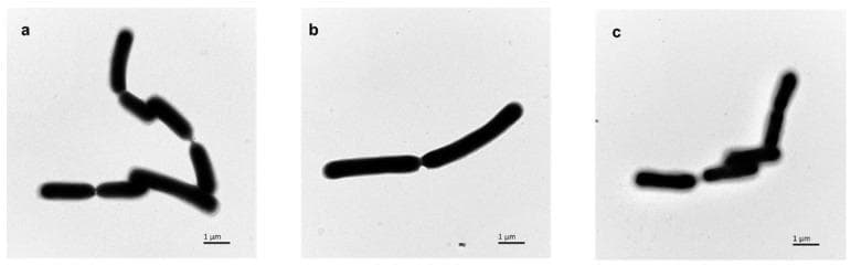 This diagnostic image consists of three Transmission Electron Microscopy (TEM) frames (a, b, and c) showing the morphology of Lactobacillus casei FJSWX3-L3 bacteria at a 1 m scale. The bacteria are depicted as rod-shaped (bacilli) cells arranged in short chains and clusters. Frame (a) shows cells cultured with arabinose, and frame (b) shows cells cultured with EDTA; both conditions demonstrate relatively smooth, well-defined cell boundaries with minimal visible surface accumulation. In contrast, frame (c) displays cells cultured in standard MRS medium, where the bacterial surfaces are surrounded by a prominent, irregular layer of flocculent material, identified as exopolysaccharides or surface substances. This comparison illustrates how different fermentation conditions and chelating agents like EDTA can modulate the production of the bacterial capsule or surface layer, which has significant clinical and biotechnological implications for bacterial stress resistance and lyophilization (freeze-drying) survival rates.