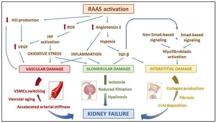 A pathophysiology diagram illustrating the non-hemodynamic pathways through which Renin-Angiotensin-Aldosterone System (RAAS) activation leads to kidney failure. The flow begins with RAAS activation triggering three primary branches: downregulation of NO production (increasing VEGF), elevation of Reactive Oxygen Species (ROS) leading to HIF activation and oxidative stress, and increased Angiotensin II causing hypoxia and inflammation. These intermediate molecular signals converge onto three distinct categories of renal injury: Vascular Damage, Glomerular Damage, and Interstitial Damage. Vascular Damage is characterized by VSMC phenotype switching, vascular aging, and accelerated arterial stiffness. Glomerular Damage results in ischemia, reduced filtration, and hyalinosis. Interstitial Damage is driven by TGF-beta signaling (both Smad and non-Smad-based), leading to myofibroblast activation, collagen production, ECM deposition, and fibrosis. Each pathway is visually represented by specific markers and simplified anatomical icons, ultimately converging at the terminal clinical outcome of 'Kidney Failure'. This diagram serves as a medical educational resource for understanding the complex molecular mechanisms of chronic kidney disease progression.
