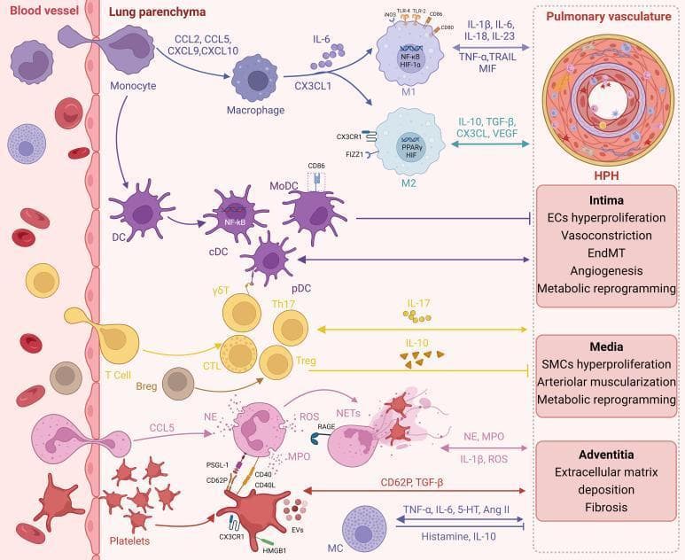 This pathophysiology diagram illustrates the immune-inflammatory landscape of Hypoxic Pulmonary Hypertension (HPH), divided into three compartments: blood vessel, lung parenchyma, and pulmonary vasculature. The left section shows the transendothelial migration of immune cells, including monocytes, T cells, and neutrophils, from the circulation into the lung tissue. The central 'Lung parenchyma' section details the differentiation and signaling pathways of resident and recruited cells, such as M1/M2 macrophages (modulated by HIF-1α, NF-κB, and PPARγ), dendritic cells (cDC, pDC), γδT cells, Th17 cells, and regulatory T/B cells (Treg, Breg). Key cytokines and chemokines (CCL2, CCL5, CXCL9, CXCL10, IL-6, IL-17, IL-10) are mapped to specific cellular interactions. The right section focuses on the 'Pulmonary vasculature,' detailing structural remodeling in HPH across three vessel layers: the intima (endothelial cell hyperproliferation, EndMT, vasoconstriction), the media (smooth muscle cell hyperproliferation, arteriolar muscularization), and the adventitia (extracellular matrix deposition, fibrosis). The diagram emphasizes the cross-talk between inflammatory mediators (like TNF-α, IL-1β, ROS, and NETs) and metabolic reprogramming in the progression of pulmonary vascular lesions.
