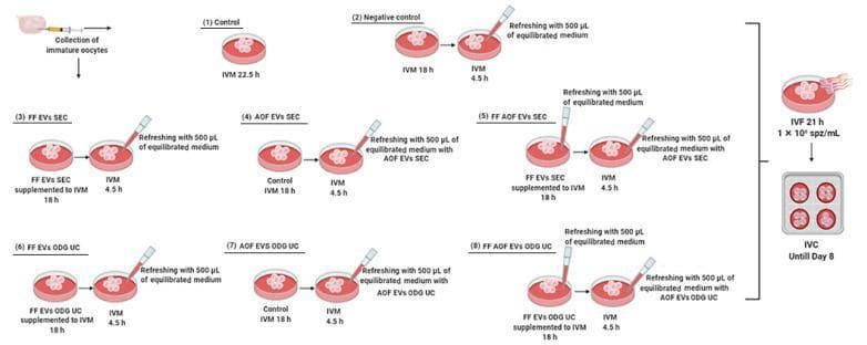 This medical schematic outlines an experimental workflow for bovine in vitro embryo production, focusing on the impact of extracellular vesicles (EVs) on oocyte maturation. The process begins with the collection of immature oocytes from cumulus-oocyte complexes. The diagram illustrates eight experimental groups for In Vitro Maturation (IVM). Group 1 (Control) undergoes 22.5 hours of IVM. Groups 2–8 utilize a two-phase maturation protocol (18h + 4.5h) involving different media refreshing steps and EV supplementations. These include follicular fluid-derived EVs (FF EVs) and ampullary oviductal fluid-derived EVs (AOF EVs), isolated via size exclusion chromatography (SEC) or OptiPrep density gradient ultracentrifugation (ODG UC). Visual highlights include pipette-mediated media refreshing with 500 ̀μL of equilibrated medium, with or without specific EV combinations. Following maturation, all groups proceed to In Vitro Fertilization (IVF) for 21 hours with a sperm concentration of 1 × 10⁶ spz/mL, and finally to In Vitro Culture (IVC) through Day 8. This flowchart demonstrates reproductive biotechnological research into cell-to-cell signaling and reproductive environment biomimicry.