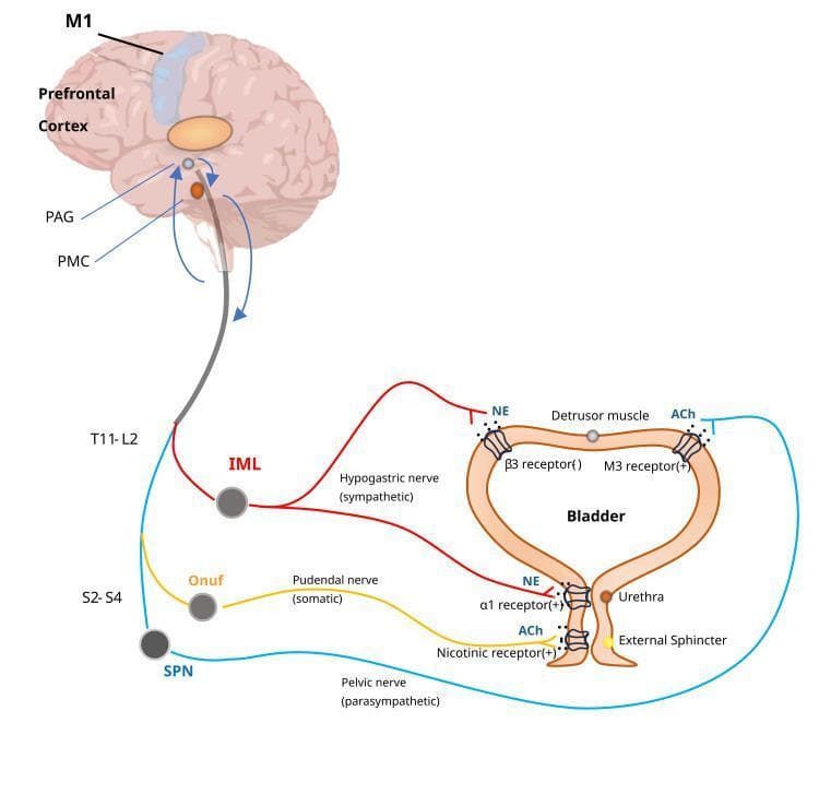 This medical illustration depicts the neural control of the lower urinary tract, specifically the micturition reflex and voluntary bladder control. It shows the hierarchical integration between the brain (primary motor cortex M1, prefrontal cortex, periaqueductal gray PAG, and pontine micturition center PMC) and the spinal cord. The diagram illustrates three distinct pathways: 1) The sympathetic pathway (red), originating from the T11-L2 intermediolateral cell column (IML) via the hypogastric nerve, releasing norepinephrine (NE) to inhibit the detrusor muscle (beta-3 receptors) and contract the bladder neck (alpha-1 receptors). 2) The parasympathetic pathway (blue), originating from the S2-S4 sacral parasympathetic nucleus (SPN) via the pelvic nerve, releasing acetylcholine (ACh) to contract the detrusor muscle (M3 receptors). 3) The somatic motor pathway (yellow), originating from Onuf's nucleus (S2-S4) via the pudendal nerve, releasing ACh to contract the external urethral sphincter (nicotinic receptors). This diagram serves as a pathophysiology and anatomical guide to neurogenic bladder and the physiological mechanisms of urination.