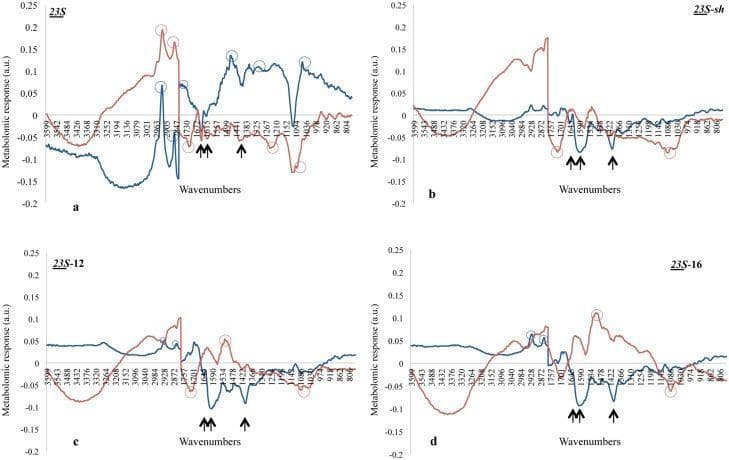 This Comparison Chart displays four panels (a, b, c, d) of Fourier-transform infrared (FTIR) response spectra, illustrating the metabolomic stress response of Escherichia coli (red curves) and Listeria innocua (blue curves) to four different surfactants: 23S, 23S-sh, 23S-12, and 23S-16. The y-axis represents the metabolomic response in arbitrary units (a.u.), and the x-axis indicates wavenumbers from approximately 3600 to 800 cm⁻¹. Panel (a) shows significant peaks in fatty acid regions (2920–2852 cm⁻¹) and lipid esters (1741 cm⁻¹) for 23S, suggesting high biocidal efficacy. Black arrows across all panels denote peptidoglycan-related wavenumbers (approximately 1657, 1600, and 1400 cm⁻¹), frequently appearing as negative peaks that indicate cell wall degradation. Open circles highlight major species-specific response peaks. These diagrams serve as an educational tool for microbiology and pharmacology, demonstrating how different molecular surfactant structures selectively stress the cell envelopes of Gram-negative (E. coli) versus Gram-positive (L. innocua) bacteria based on infrared spectroscopic signatures.