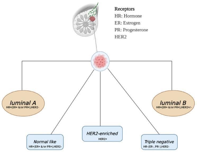 This educational diagram illustrates the intrinsic molecular subtypes of breast cancer categorized by their hormone receptor and HER2 status. At the top, a sagittal anatomical schematic of the breast shows a localized mass, which leads to a central node representing tumor classification. From this node, five distinct pathways branch to define specific subtypes: 1) Luminal A (HR+, ER+ and/or PR+, HER2-); 2) Luminal B (HR+, ER+ and/or PR+, HER2+/-); 3) Normal-like (HR+, ER+ and/or PR+, HER2-); 4) HER2-enriched (HER2+); and 5) Triple negative (HR-, ER-, PR-, HER2-). A legend defines the abbreviations used: HR (Hormone Receptor), ER (Estrogen Receptor), PR (Progesterone Receptor), and HER2 (Human Epidermal Growth Factor Receptor 2). This infographic is designed for medical education, aiding in the understanding of oncology classification, prognostic factors, and the immunohistochemical markers that guide clinical management in breast pathology.
