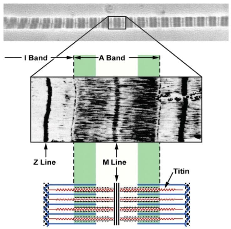 This composite educational graphic illustrates the microanatomy of a skeletal muscle sarcomere. The top section shows a high-magnification optical coherence tomography image of a myofibril, displaying a repeating pattern of light and dark bands. Below, an enlarged diagnostic microscopy view identifies key structural landmarks: the Z lines (dark vertical boundaries), the light I band, the dark central A band, and the M line bisecting the center. The bottom schematic diagram maps these histological features to their molecular components. It specifically highlights the positioning of Titin, a large structural protein that spans from the Z line to the M line. The diagram emphasizes Titin’s functional duality: within the I band, it appears as a coiled 'molecular spring' capable of elongation, whereas within the A band, it is closely associated with myosin filaments, providing structural stability. This visual serves to teach the mechanical properties of sarcomere components during muscle contraction and passive stretch in the context of human physiology and biomechanics.