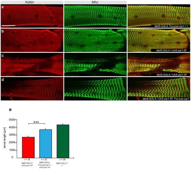 This composite educational image illustrates phenotypic rescue of sarcomere organization in a larval muscle model. Panels (a-d) present immunofluorescence microscopy images of muscle fibers. Sarcomeric structures are visualized using anti-Kettin (red) for Z-lines and anti-Mhc (green) for M-lines. Panel (a) shows the wild-type control with highly organized, repetitive banding patterns. Panels (b) and (c) demonstrate the sar1 knock-down phenotype (Mef2-GAL4/UAS-sar1-IR), characterized by a 'fading-Z' appearance, loss of distinct striations, and disrupted sarcomere integrity. Panel (d) shows the results of genetic rescue using the FlyFos-pse-sar1 transgene, which restores the regular, striated banding pattern resembling the wild type. A scale bar representing 50 µm is included. Panel (e) is a bar graph quantifying larval length (µm) across three groups: sar1 knock-down (red), rescued (blue), and wild type (green). The graph confirms that sar1 depletion significantly impairs growth (approx. 2700 µm), while the rescue transgene significantly improves larval length (approx. 3800 µm), supported by a statistical significance of p<0.0001 (***).