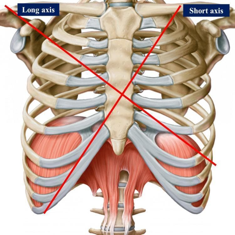This anatomical diagram provides an anterior view of the human thoracic cage and upper abdominal musculature. The skeletal framework consists of the sternum (manubrium, body, and xiphoid process), articulating ribs with prominent costal cartilages, and components of the shoulder girdle, including the clavicles and glenoid cavities. Two intersecting red lines represent the long and short axes used for cardiac surface projection and surgical landmarks: the 'Long axis' extends from the right shoulder toward the left epigastrium, and the 'Short axis' extends from the left mid-clavicular region toward the right chondrocostal ramp. Inferiorly, the muscular diaphragm is depicted with its dome-like morphology and central tendon, alongside the superior attachments of the rectus abdominis muscle. The diagram serves as a clinical reference for surface anatomy, illustrating the spatial relationships between the thoracic wall and the underlying mediastinal structures, specifically for identifying cardiac chambers and valve locations in medical and osteopathic education.