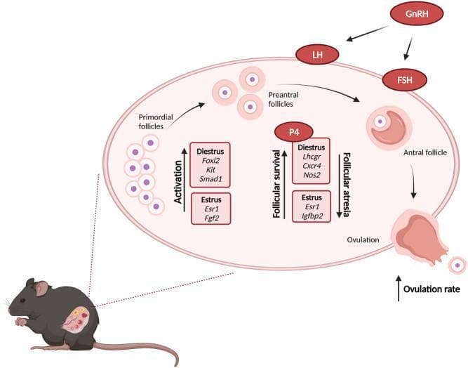 This pathophysiology diagram illustrates the sequential stages of ovarian follicular development and the regulatory factors influencing the ovulation rate, using a murine model for context. The process initiates with primordial follicles, which undergo 'Activation' to become preantral follicles. These then mature into antral follicles, eventually culminating in ovulation. The Hypothalamic-Pituitary-Gonadal (HPG) axis is shown influencing the cycle through GnRH, which regulates LH and FSH, along with Progesterone (P4) involvement. Key regulatory pathways highlighted include 'Follicular survival,' which leads toward ovulation, and an opposing pathway for 'Follicular atresia.' The diagram maps specific molecular markers to the Diestrus and Estrus stages of the cycle. During Diestrus, follicular activation and survival are associated with Foxl2, Kit, Smad1, Lhcgr, Cxcr4, and Nos2. During Estrus, these processes involve Esr1, Fgf2, and Igfbp2. The educational focus is on the complex interplay between endocrine signaling and local gene expression that determines follicular fate and overall ovulation rate.